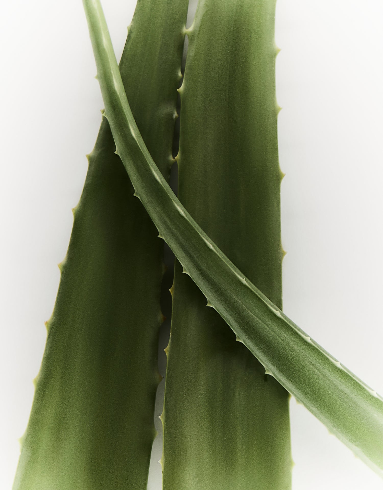 مقشر الجسم راديانس رينيو