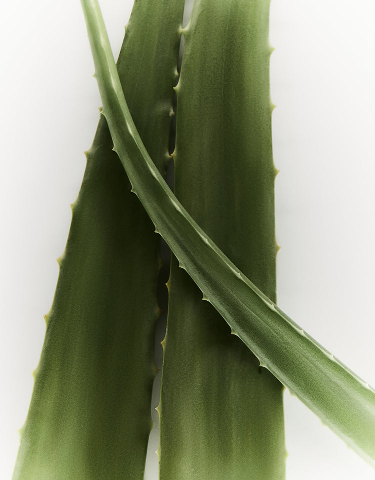 مقشر الجسم راديانس رينيو