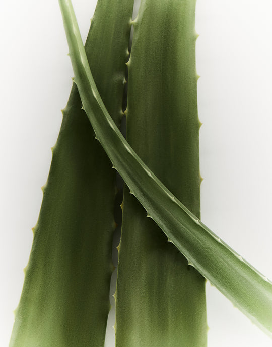 Radiance Renewal Body Exfoliator